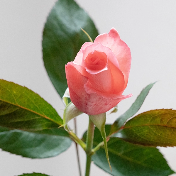 品種名COMING SOON